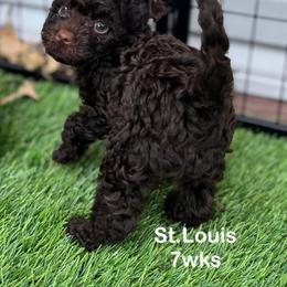 St. Louis - Chocolate male Yorkipoo puppy in Waldorf, Maryland from Luv My Yorkies, LLC
