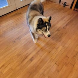 German Shepherd and Siberian Husky Puppies from Rose Trail Siberian’s