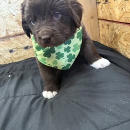 Dottie - White and brown female Newfoundland puppy in Goodhue, Minnesota from Claypits Newfoundlands