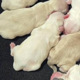 White girl cream spots - Cream and white female Shih Tzu puppy in Vinita, Oklahoma from Locust Creek Shih Tzu & Havanese