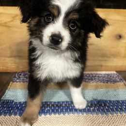 Miniature Australian Shepherd Puppies from Magnolia Aussies