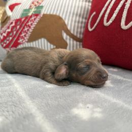 Ashen - Fawn (isabella) and tan male Dachshund puppy in Barstow, California from Kindle & Burrow Dachshunds