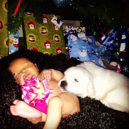 Golden Retriever Puppies from HuesofGold Halos