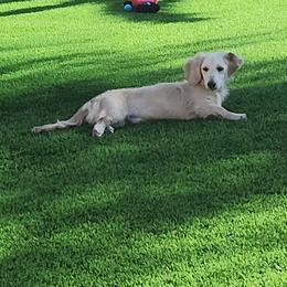 Toby - Dachshund