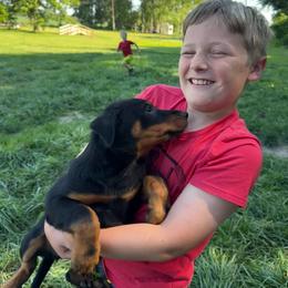 Pink - Black and rust female Beauceron puppy in Floyd’s Knobs, Indiana from Birdwing Beaucerons
