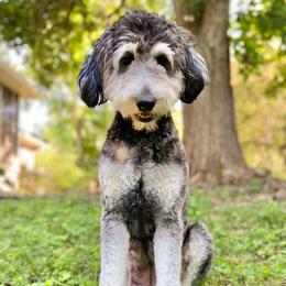 Zelda - Bernedoodle