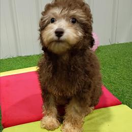 Dawn - Brown female Poodle puppy in Neosho, Missouri from Star Light Pups