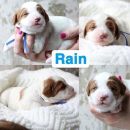 Rain - Parti male Goldendoodle puppy in Sioux Falls, South Dakota from Dolly's Doodles