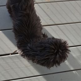 Gigi - Shih Tzu
