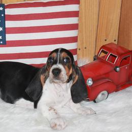 Ryley - Black white and brown female Basset Hound puppy in Dover, Arkansas from S&S American Bassets