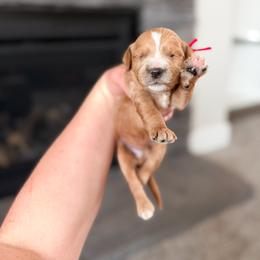 Bashful - Red Collar - Red  male Goldendoodle puppy in Billings, Montana from Montana Raised Doodles
