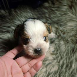 Easy 3 - Parti male Yorkshire Terrier puppy in Portland, Oregon from Mama & I Yorkshire's