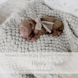 Hunny - Apricot female Goldendoodle puppy in Roanoke Rapids, North Carolina from Sweeter than Honey Doodles