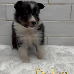 Girl 2 - female Shetland Sheepdog puppy in Zephyrhills, Florida from Highland Shelties & Aussies