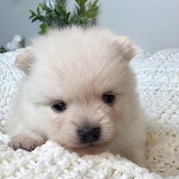 Mellow - Cream male Pomeranian puppy in Eden, North Carolina from Whippoorwill Pomeranians