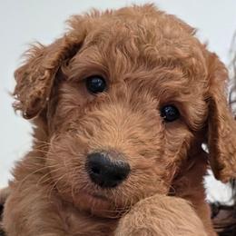 Annie - Red female Labradoodle puppy in Lansing, North Carolina from Murphy Manor Mountain Doodles