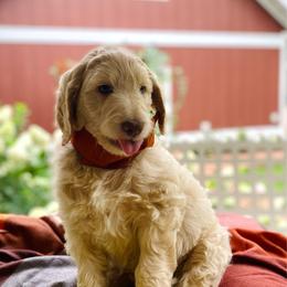 Archie- dark blue - Apricot male Goldendoodle puppy in Carlton, Minnesota from Lakeside Doodles MN