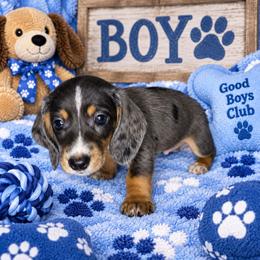 Boy 3 - Dapple male Dachshund puppy in Valrico, Florida from Bloomin Doxies
