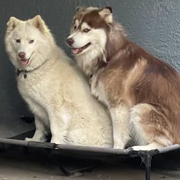 Siberian Husky All Grown Up from Freedom Huskies