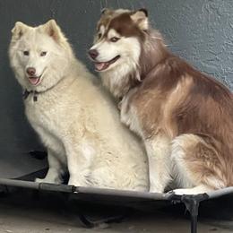 Siberian Husky All Grown Up from Freedom Huskies