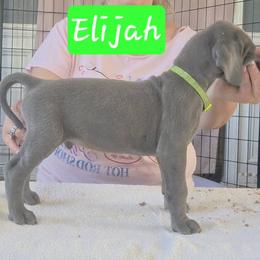 Elijah - Blue male Great Dane puppy in Longview, Texas from Lazy A Danes