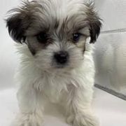 Boy 2 - Black gold and white male Shorkie puppy in Boca Raton, Florida from Tina-Marie's Pups