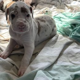 Olive - Silver female Great Dane puppy in Grand Blanc, Michigan from Green’s Great Danes