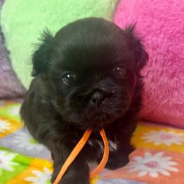 Wilbur - Black and white male Shih Tzu puppy in Easley, South Carolina from Full of Shih Tzus