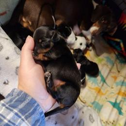 Shadow - Black and tan female Dachshund puppy in Cedarcreek, Missouri from Cedarcreek Dachshunds