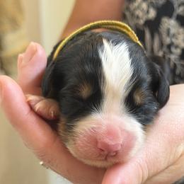Girl 2 - Black rust and white female Bernese Mountain Dog puppy in Waco, Texas from Van Amburgh Family Farm - Bernese Mountain Dogs