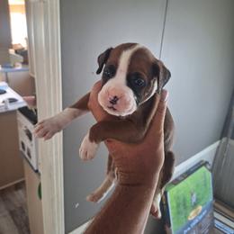 Hershey - Fawn male Boxer puppy in Louisville, Kentucky from Nelson’s Fancy Frenchies and Bulldogs