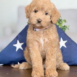 River - Red female Bernedoodle puppy in Clovis, California from Delta Doodless