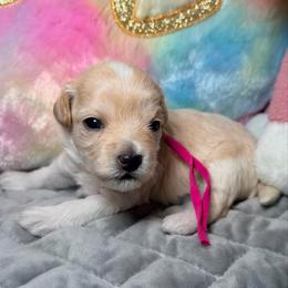 Pink - Champagne female Maltipoo puppy in Clarksville, Tennessee from Bee Mine Maltipoos and Pomeranians