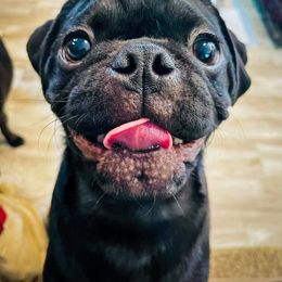 Michael - Pug puppy in Saint George, Utah from Adventure Pug Breeding