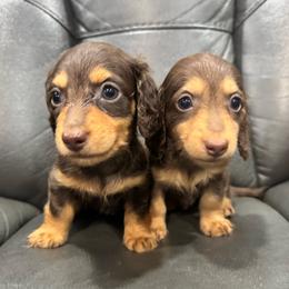 Lincoln - Chocolate and tan male Dachshund puppy in Knoxville, Tennessee from East TN Dachshunds