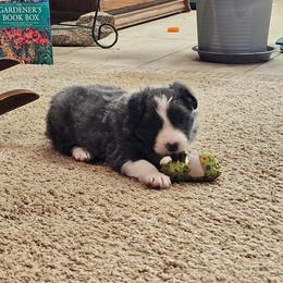 Blue - Blue male Border Collie puppy in Springtown, Texas from CRL Farms