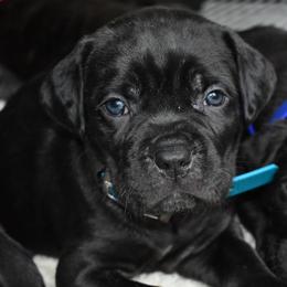 Turquoise - Black female Cane Corso puppy in Sault Ste Marie, Michigan from Willow Creek Cane Corsos