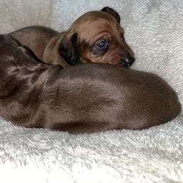 Dachshund Puppies from Do It With Love Dachshunds