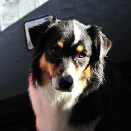 River - Australian Shepherd