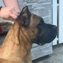 Xenna - Cane Corso