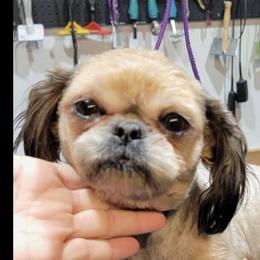 Faith - Shih Tzu