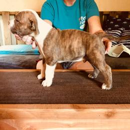 American Bully Puppies from Bolt Action Kennel