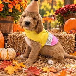 Red Girl - Cream female Goldendoodle puppy in The Woodlands, Texas from Gracie's Goldendoodles and Bernedoodles of The Woodlands