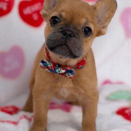 Flynn - Fawn male French Bulldog puppy in Hemet, California from Bowman Pups