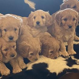Cavalier King Charles Spaniel and Cavapoo Puppies from Catella Cavaliers and Cavapoos