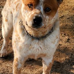 Arson - Australian Cattle Dog