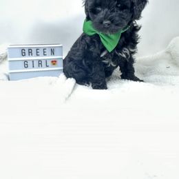 Assorted Doodle Crosses Puppies from Miranda Thornton