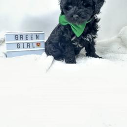 Assorted Doodle Crosses Puppies from Miranda Thornton