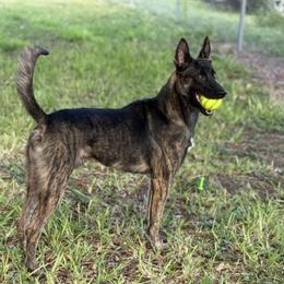 Belgian Malinois and xDutch Shepherd Puppies from Kaizen von Ruach Malinois