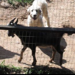 Cocker Spaniel and Great Pyrenees Puppies from Maple Way